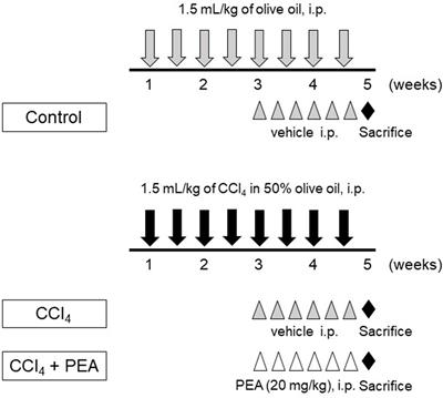 Palmitoylethanolamide Ameliorates Carbon Tetrachloride-Induced Liver Fibrosis in Rats